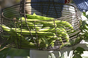 green Beans in the vegetable garden picked and held in a metal wire basket Clos des green Beans in the vegetable garden picked and held in a metal wire basket Clos des