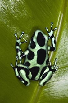 Green and Black Dart Frog, Dendrobates auratus, Costa Rica Green and Black Dart Frog, Dendrobates auratus, Costa Rica