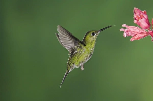 Green-crowned Brilliant, Heliodoxa jacula, Female in flight feeding on Shrimp plant Green-crowned Brilliant, Heliodoxa jacula, Female in flight feeding on Shrimp plant