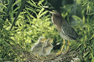 Green Heron, Butorides virescens, adult with young in nest in Willow Tree, Welder Wildlife Refuge Green Heron, Butorides virescens, adult with young in nest in Willow Tree, Welder Wildlife Refuge