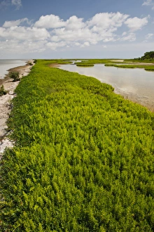 Green Island Sanctuary on the Laguna Madre, Texas coast Green Island Sanctuary on the Laguna Madre, Texas coast