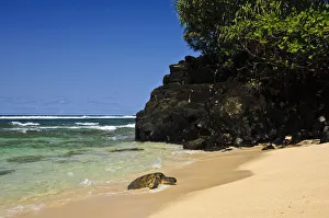 Green Sea Turtle (Chelonia mydas) comes ashore, Hideaways Beach, Princeville, Kauai Green Sea Turtle (Chelonia mydas) comes ashore, Hideaways Beach, Princeville, Kauai