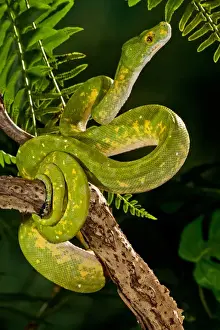 Green Tree Python Prints: Green Tree Python Print, New Guinea Rain Forest Habitat