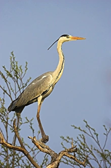Grey Heron (Ardea cinera) in the Danube Delta, standing on willow tree in colony Grey Heron (Ardea cinera) in the Danube Delta, standing on willow tree in colony