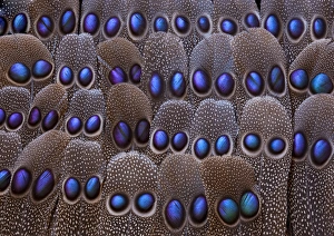 Grey Peacock tail feathers fanned out with duo spots each Grey Peacock tail feathers fanned out with duo spots each