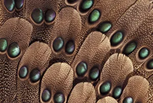 Colorful Bird Plumage Prints: Greys peacock tail feather design
