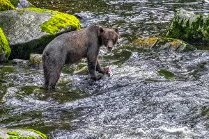 Anan Creek Collection: Grizzly Bear, salmon run, Anan Creek, Wrangell, Alaska, USA
