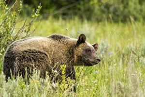 Grizzly bear sow in Grand Teton National Park, Wyoming, USA Grizzly bear sow in Grand Teton National Park, Wyoming, USA