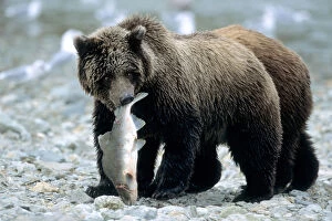 Alice Garland Collection: Grizzly Cub carrying Salmon in his Mouth, U. S. A. Alaska, Katmai Peninsula