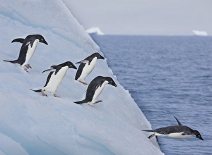 A group of adelie penguins leap off the edge of the iceberg they were resting A group of adelie penguins leap off the edge of the iceberg they were resting