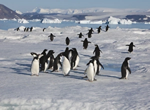 A group of adelie penguins loaf on sea ice near their colony on Devil Island A group of adelie penguins loaf on sea ice near their colony on Devil Island