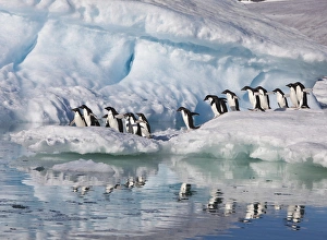 A group of adelie penguins run along the edge of an iceberg and jump into the sea A group of adelie penguins run along the edge of an iceberg and jump into the sea