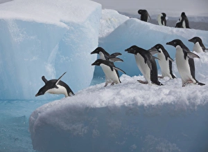 A group of adelie penguins run towards the edge of the iceberg they are resting A group of adelie penguins run towards the edge of the iceberg they are resting
