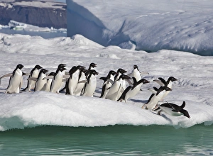 A group of adelie penguins rush to the edge of an iceberg to jump into the sea, near A group of adelie penguins rush to the edge of an iceberg to jump into the sea, near
