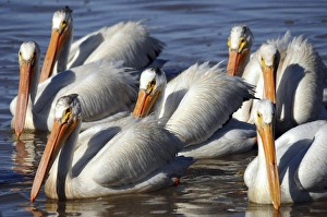 Group of Ameican White Pelicans, Summer Lake, National Wildlife Refige, Oregon, USA Group of Ameican White Pelicans, Summer Lake, National Wildlife Refige, Oregon, USA