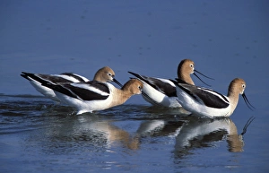 A group of American Avocets, Recurvirostra americana, in a salt water pool on Antelope A group of American Avocets, Recurvirostra americana, in a salt water pool on Antelope