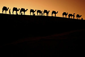 A group of camel herders with their camels at sunset on the sandunes in Jalsalmer A group of camel herders with their camels at sunset on the sandunes in Jalsalmer