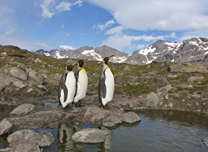 A group of penguins standing together on banks of Nigu River A group of penguins standing together on banks of Nigu River