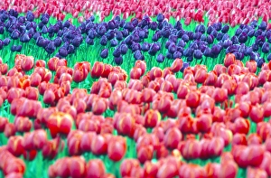 A group of purple tulips among red tulips in a rural Skagit county field; Washington A group of purple tulips among red tulips in a rural Skagit county field; Washington