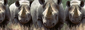 A group of rhinos charging in the African bush A group of rhinos charging in the African bush