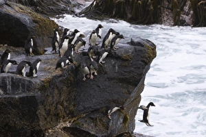 A group of Rockhopper penguins jump together into the surf from their rocky perch A group of Rockhopper penguins jump together into the surf from their rocky perch