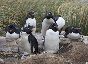 A group of rockhopper penguins loaf together in the tussock grass of West Point Island A group of rockhopper penguins loaf together in the tussock grass of West Point Island