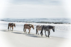 A group of wild Spanish Mustangs of Corolla walking along the beach A group of wild Spanish Mustangs of Corolla walking along the beach