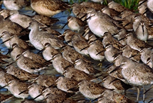 A group of Willets (Catoptrophorus semipalmatus) and Dowitchers (Limnodromus). USA, Florida A group of Willets (Catoptrophorus semipalmatus) and Dowitchers (Limnodromus). USA, Florida