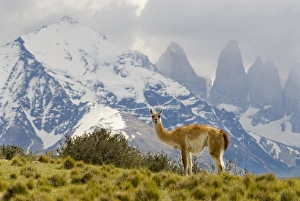 Guanaco with Paine Towers in background, Torres Del Paine National Park, Region 12 Guanaco with Paine Towers in background, Torres Del Paine National Park, Region 12