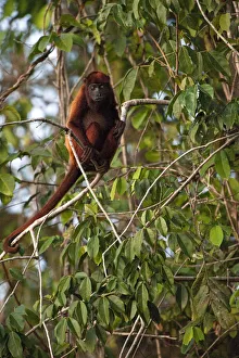 Guianan Red howler monkey (Alouatta macconnelli) GUYANA South America Guianan Red howler monkey (Alouatta macconnelli) GUYANA South America