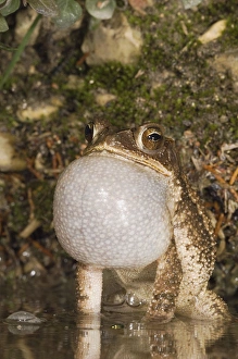 Gulf Coast Toad, Bufo valliceps, male at night calling in spring fed pond, Uvalde County Gulf Coast Toad, Bufo valliceps, male at night calling in spring fed pond, Uvalde County