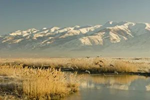 Gulls take flight, Farmington Bay Waterfowl Management Area Utah Division of Wildlife Gulls take flight, Farmington Bay Waterfowl Management Area Utah Division of Wildlife