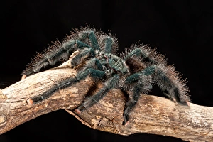 Guyana Pink Toe Tarantula, Avicularia avicularia Guyana Pink Toe Tarantula, Avicularia avicularia