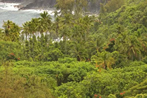 Hakalau area, Hamakua Coast, Big Island, Hawaii Hakalau area, Hamakua Coast, Big Island, Hawaii