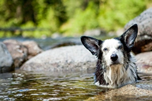 Happy Dog in Hot Springs, Jerry Johnson Hot Springs, Idaho Happy Dog in Hot Springs, Jerry Johnson Hot Springs, Idaho