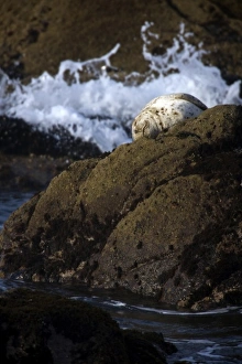 A harbor seal rests on the rocks in the early morning sun at Salt Point, California A harbor seal rests on the rocks in the early morning sun at Salt Point, California