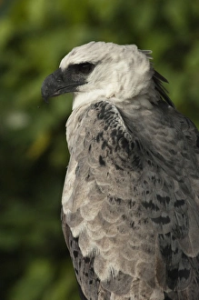 Harpy Eagle (Harpia harpyja). CAPTIVE. Gabaro Huaorani Indian Community. Yasuni National Park Harpy Eagle (Harpia harpyja). CAPTIVE. Gabaro Huaorani Indian Community. Yasuni National Park