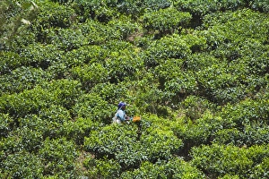 Harvesting tea at tea plantation, Kerala, India Harvesting tea at tea plantation, Kerala, India