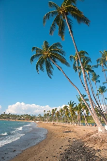 Hawaii, Big Island, Kohala Coast. Anaeho'omalu Beach. Palm trees Hawaii, Big Island, Kohala Coast. Anaeho'omalu Beach. Palm trees