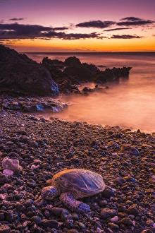 Hawaiian green sea turtle on a lava beach at sunset, Kohala Coast, The Big Island, Hawaii Hawaiian green sea turtle on a lava beach at sunset, Kohala Coast, The Big Island, Hawaii