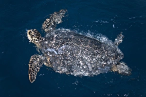 Hawaiian Green Turtle (Chelonia mydas) swimming at night This species is listed Hawaiian Green Turtle (Chelonia mydas) swimming at night This species is listed