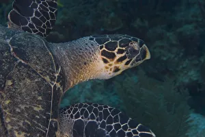 Hawksbill Turtle (Eretmoscelielys imbricata) Hol Chan Marine Preserve, Belize Barrier Hawksbill Turtle (Eretmoscelielys imbricata) Hol Chan Marine Preserve, Belize Barrier