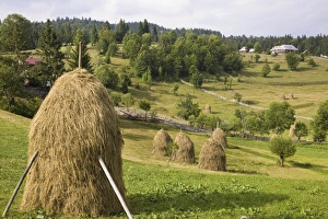 Hay harvest and haystack in the Apuseni Mountains, Scarisoara, Romania Hay harvest and haystack in the Apuseni Mountains, Scarisoara, Romania