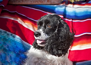 Headshot of a Cocker Spaniel sitting on a Mexican blanket Headshot of a Cocker Spaniel sitting on a Mexican blanket