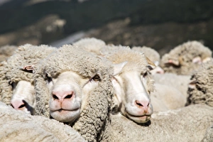 A heard of merino sheep huddle close to each other while having their portraits taken A heard of merino sheep huddle close to each other while having their portraits taken