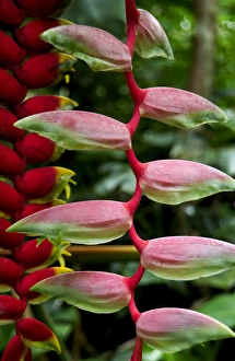 Heleconia flowers on the Big Island of Hawaii Heleconia flowers on the Big Island of Hawaii