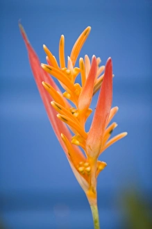 Heliconia flower (Heliconia psittacorum) near blue beach house, Placencia, Stann Creek District Heliconia flower (Heliconia psittacorum) near blue beach house, Placencia, Stann Creek District