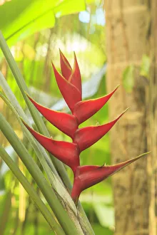 Heliconia in Hawaiian Tropical Botanical Gardens, near Hilo, Big Island, Hawaii, USA Heliconia in Hawaiian Tropical Botanical Gardens, near Hilo, Big Island, Hawaii, USA