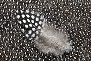 Helmeted Guineafowl feathers in Black and White Helmeted Guineafowl feathers in Black and White