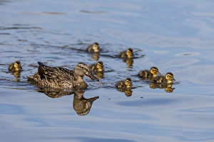 The hen and brood of young Mallard chicks on the waters of Lake Murray The hen and brood of young Mallard chicks on the waters of Lake Murray